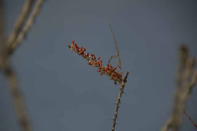 the Ocotillo plant